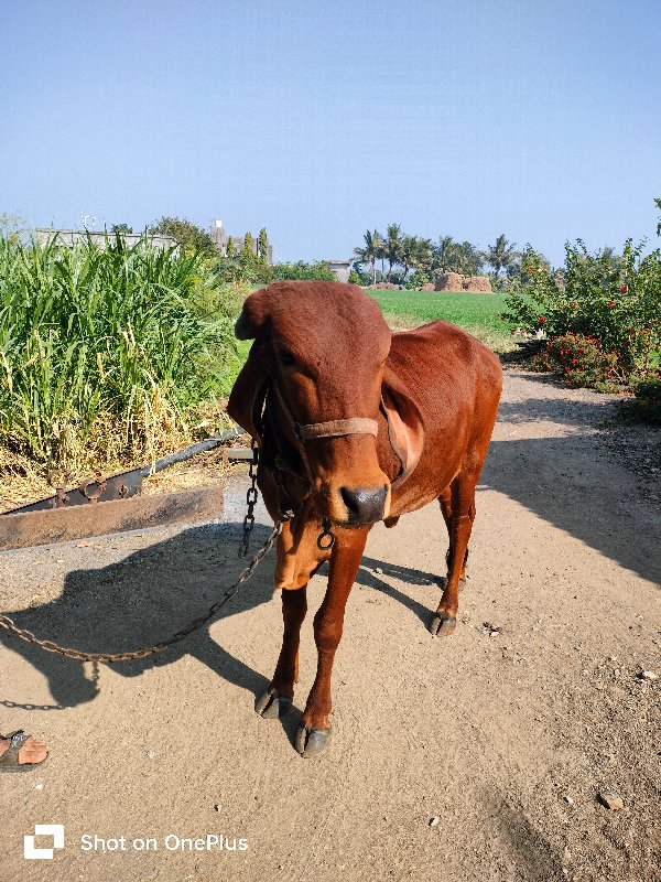 વાછડી વેચવાની છ...