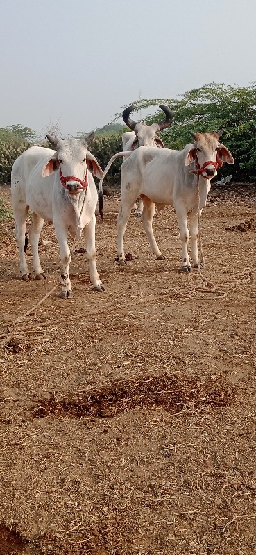 જિલ્લો દેવભૂમિ...