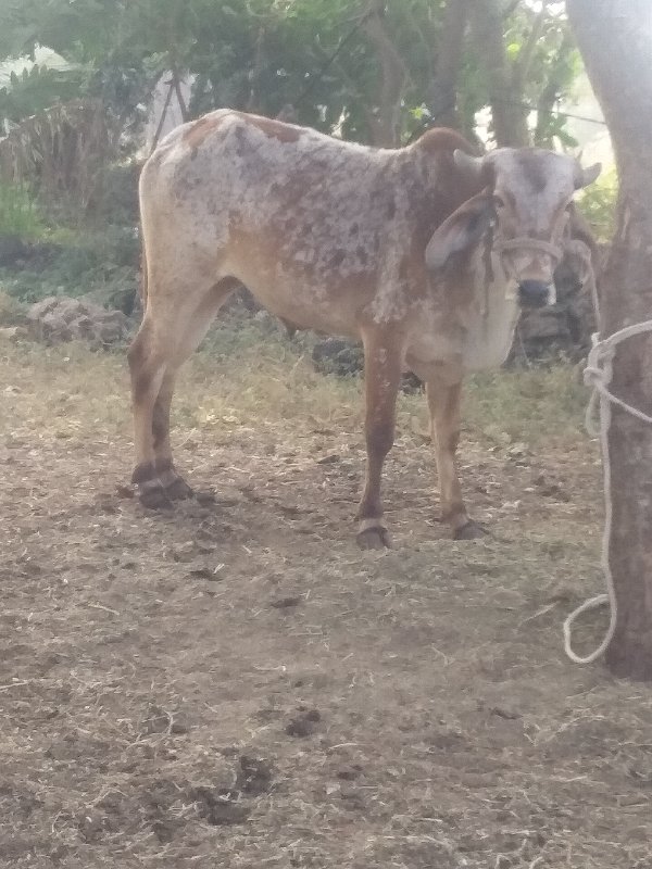 વાસડો વેચવાનો