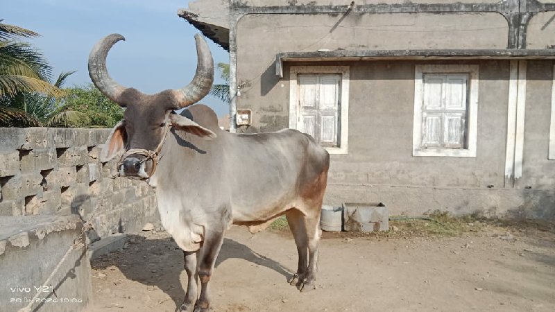 શિયાળ ધર્મ