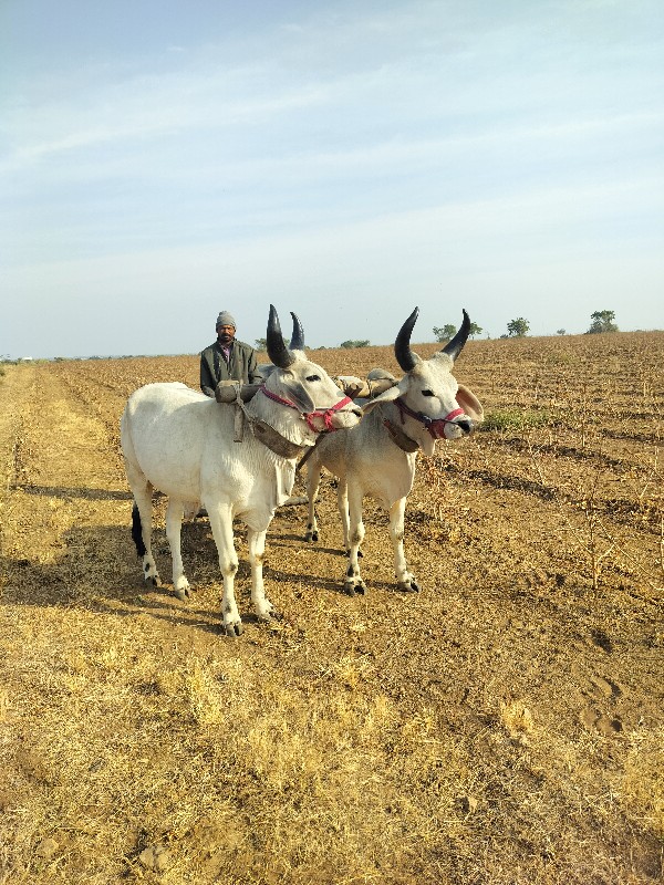 વઢિયારા ગોધલા વ...