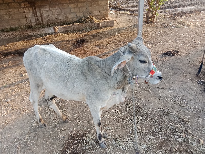 ગોઢલા વેચવાના છ...