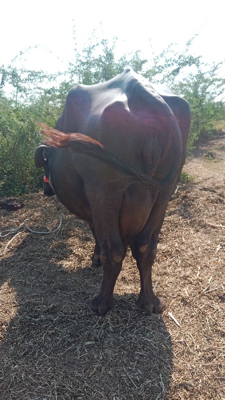 ત્રીજુ વેતર પ્ય...