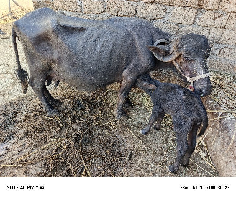 શાળા સાત લીટર દ...