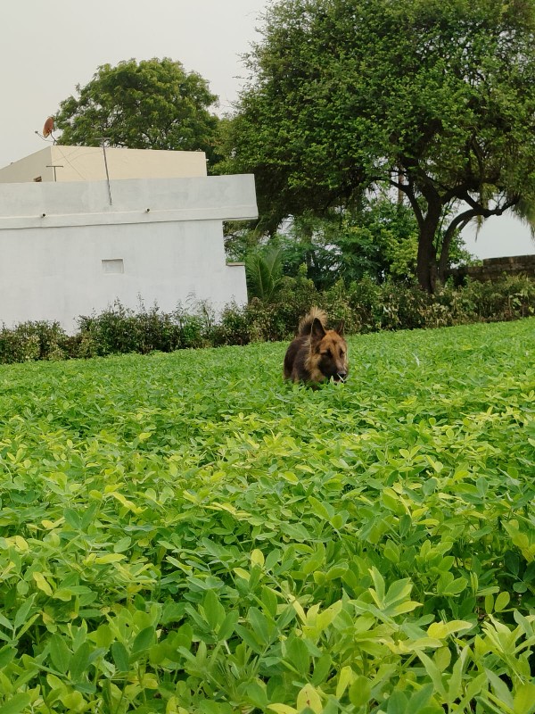 જરશફલ મેલ