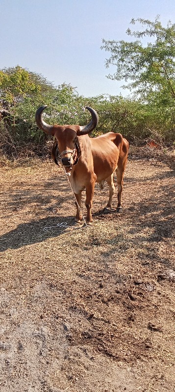 Mahesh bhai