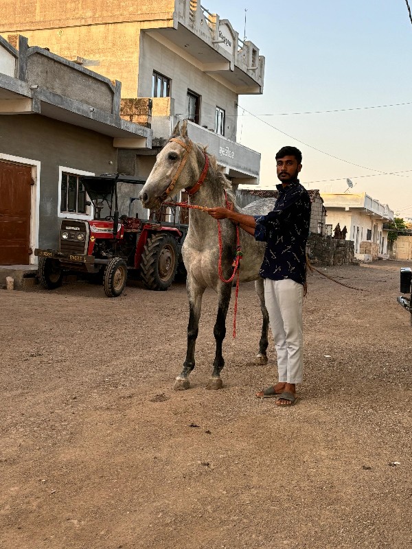 ઘોડી વેચવાની છે