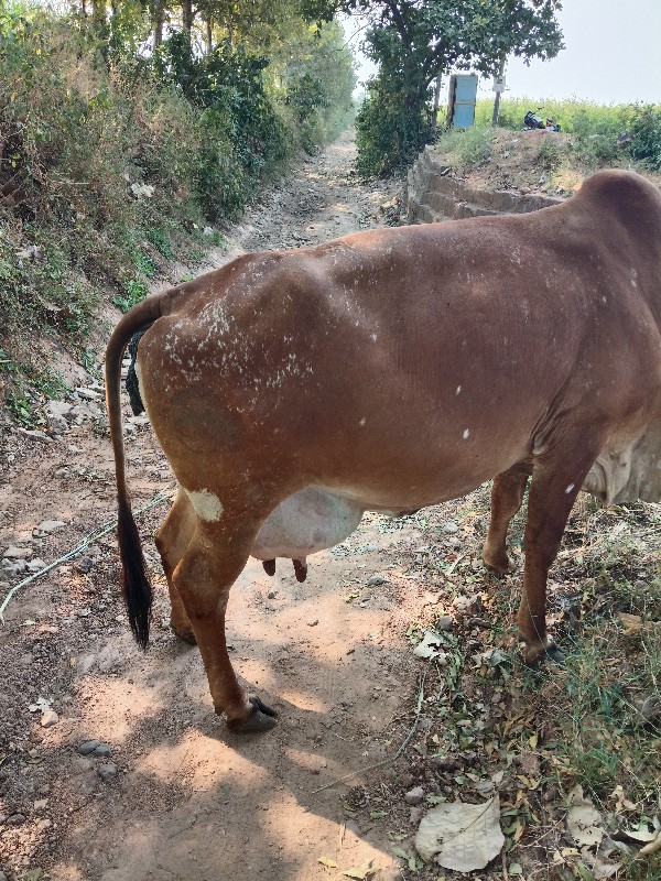 ગાય વેચવાનિછે....