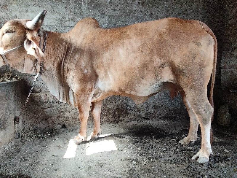 ગાય સોન કપિલા