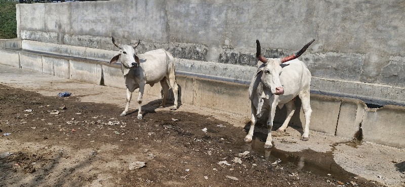 સાટા કરવા ના સે