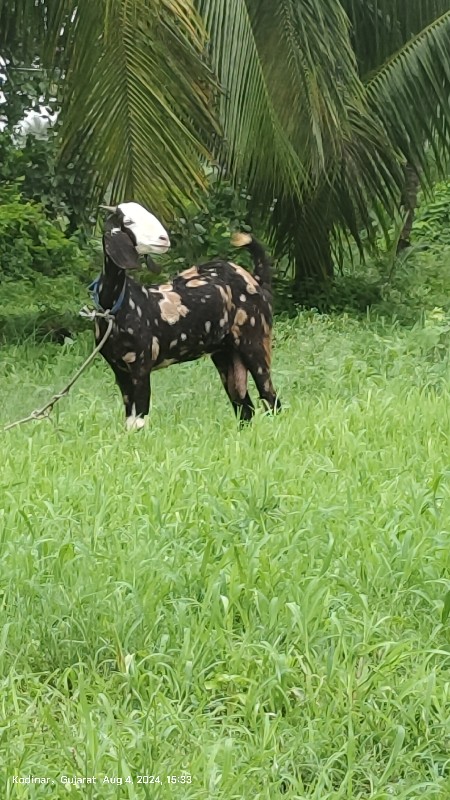 બકરી વહેંચવા ની...