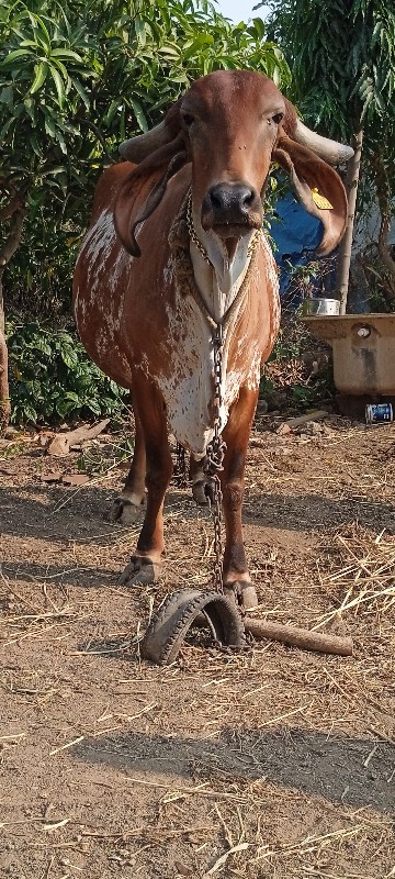 ગીર ગાય વેસાવ