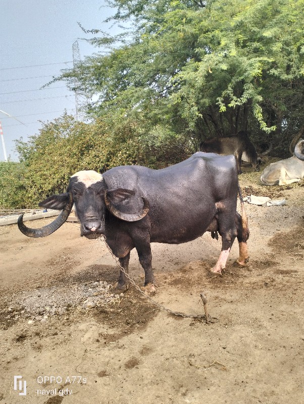 ભેસુ વેચવાનીછે