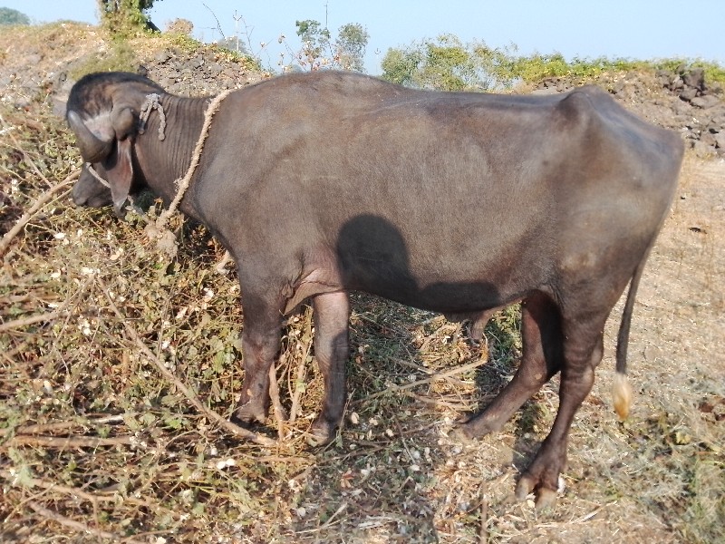 પાડો વેશવાનોશે