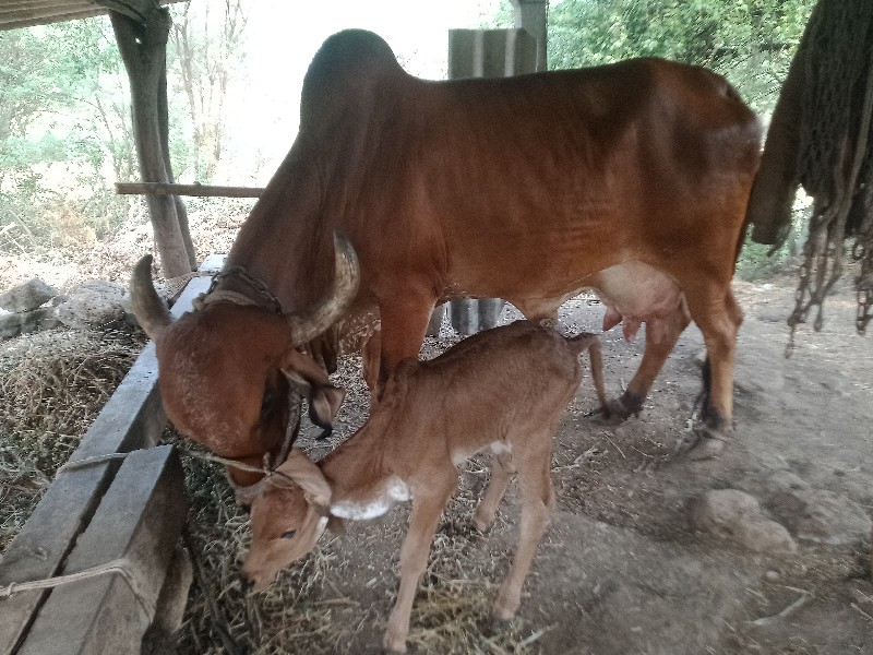 ગીર.તીજુવેતર.ને...