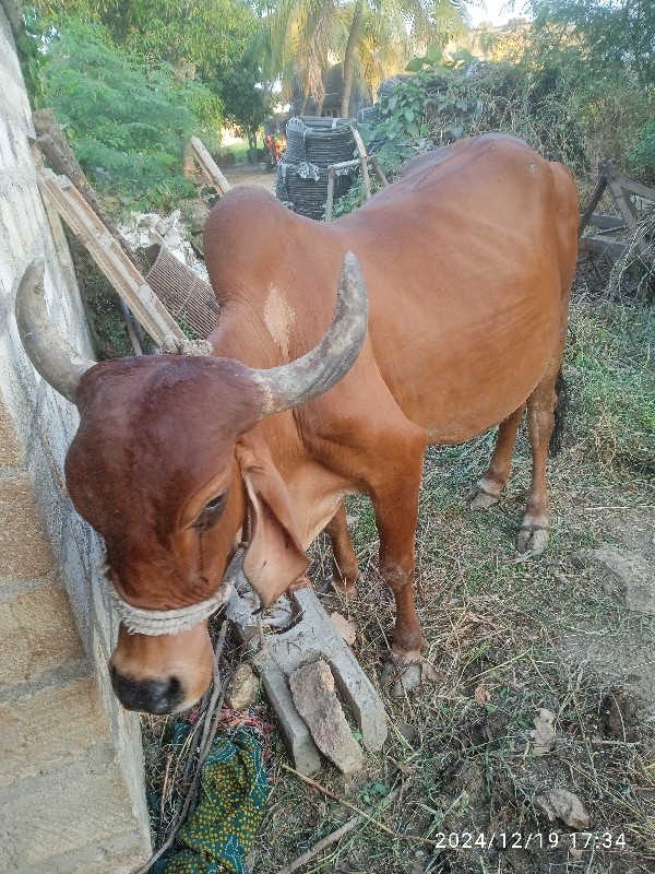 ગાય વેચવાની છે