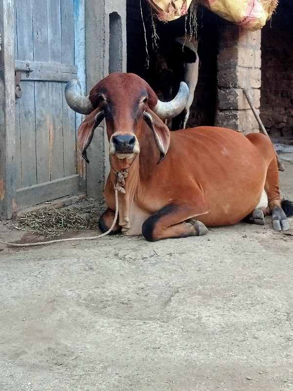 ગાય