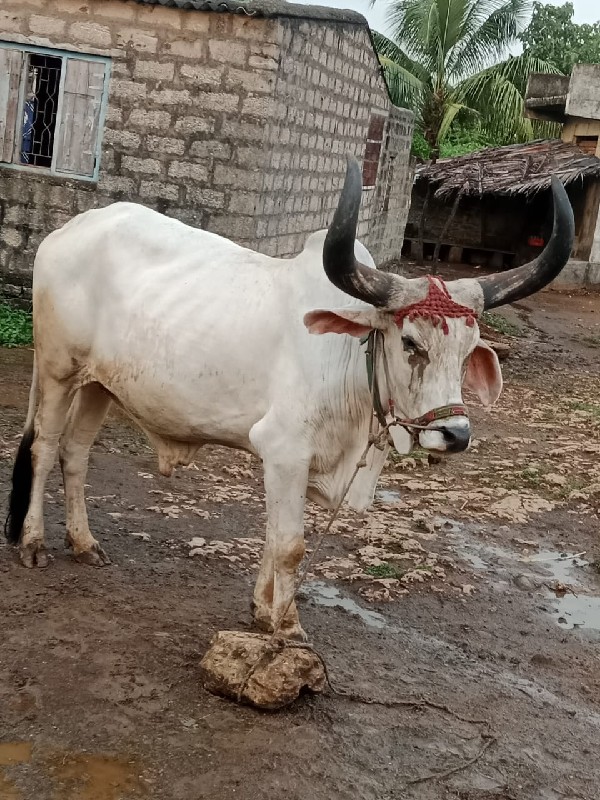 બળદ વેચવાના છે