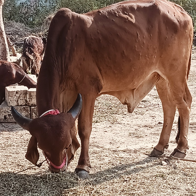 ગોધલો વેચવા નો...