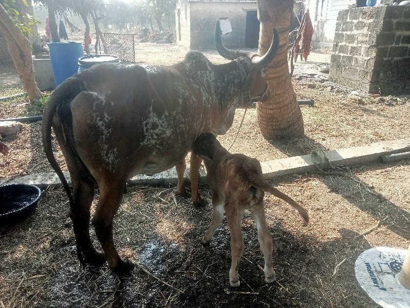 ગાય વેશવાની છે