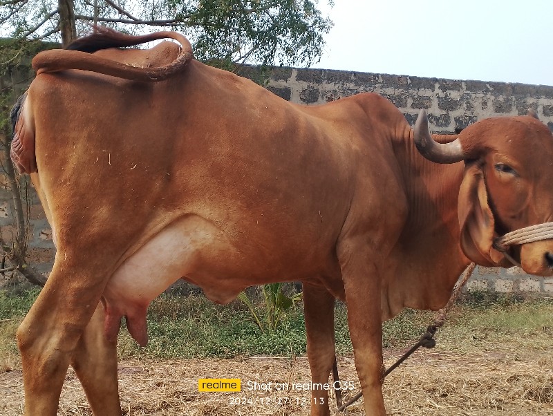 ગાય વેચવાની છે