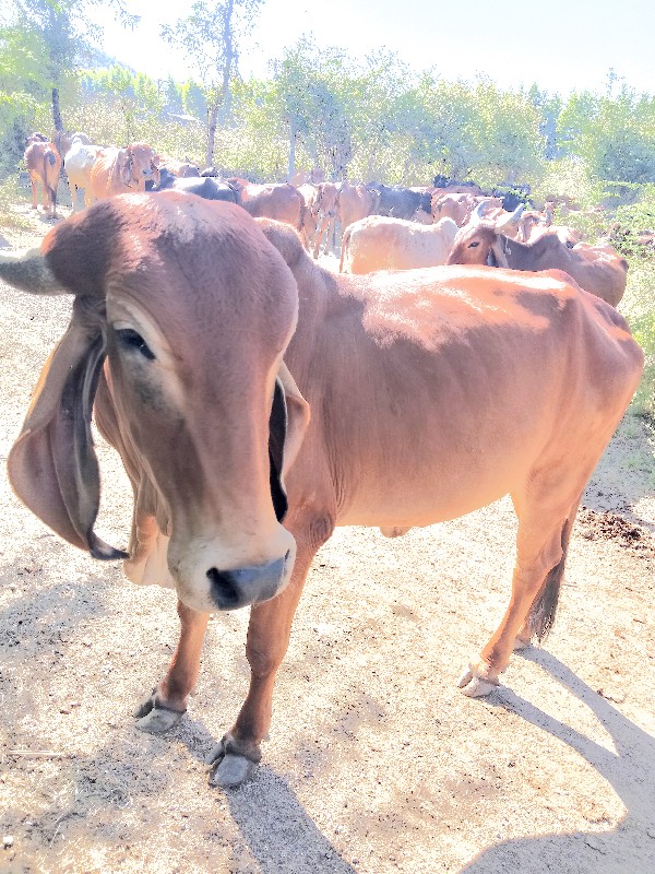 ગીર ઓડકી ના છાં...