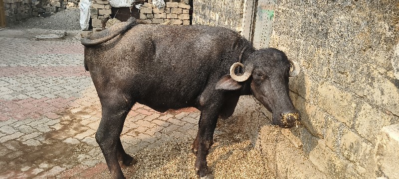 આ બકરા બદલે દેવ...