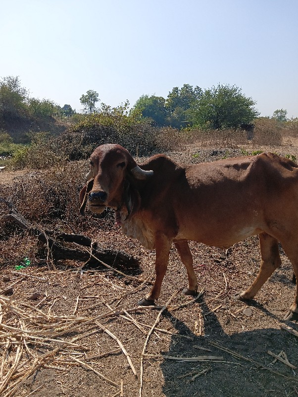 વેચવાની છે