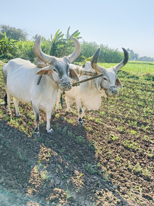 બળદ વેસવા ના સે