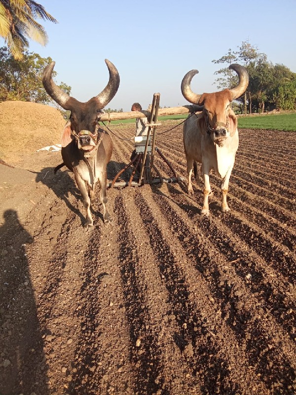 સાવ સોજા છે