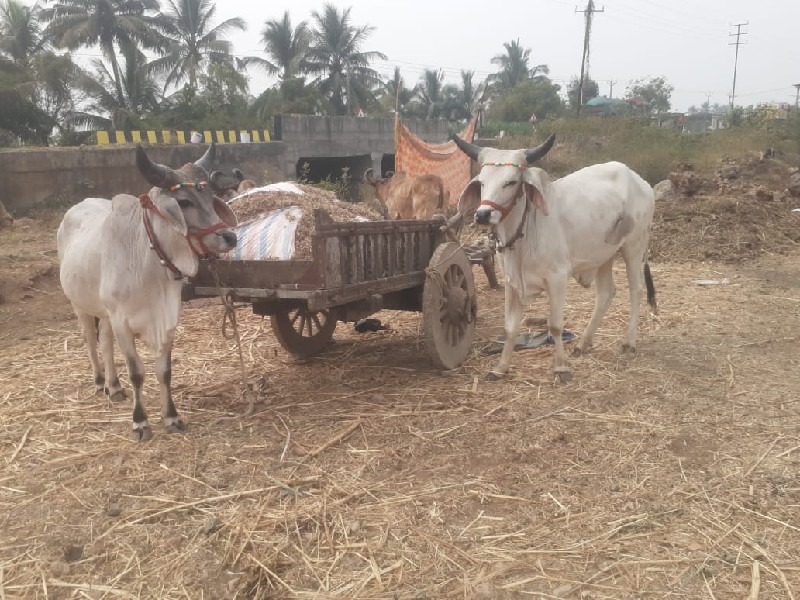 વાછડા