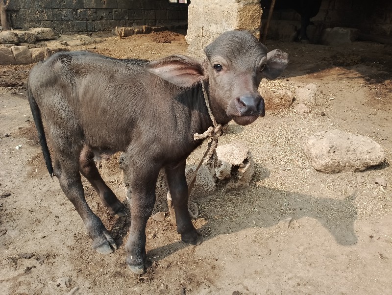 ભેંસ વેચવાની છે...