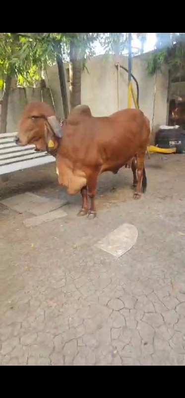 ગીર ગાય 🐄 વેચવા...