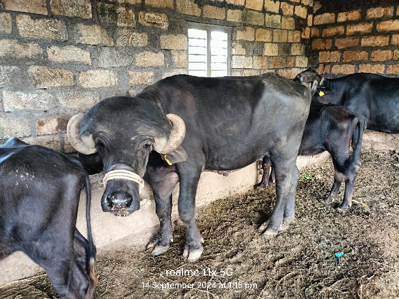 જાફરાબાદી પાડો