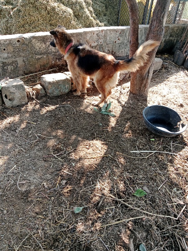 કુતરીવેશવાનીહે