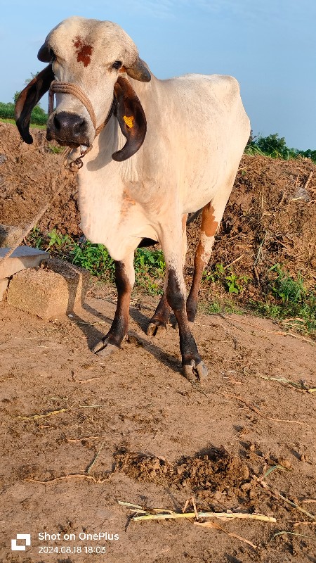 લીલડી વોડકી