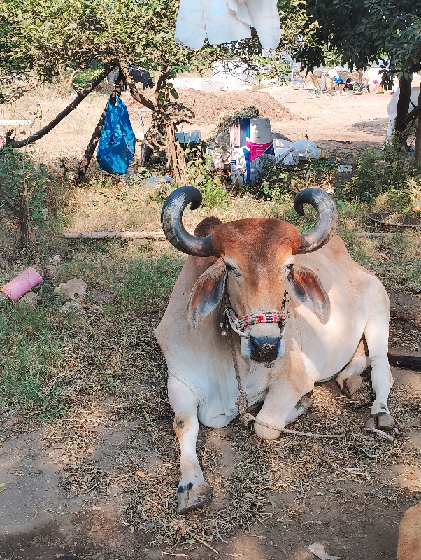 બળદ વેચવા ના છે