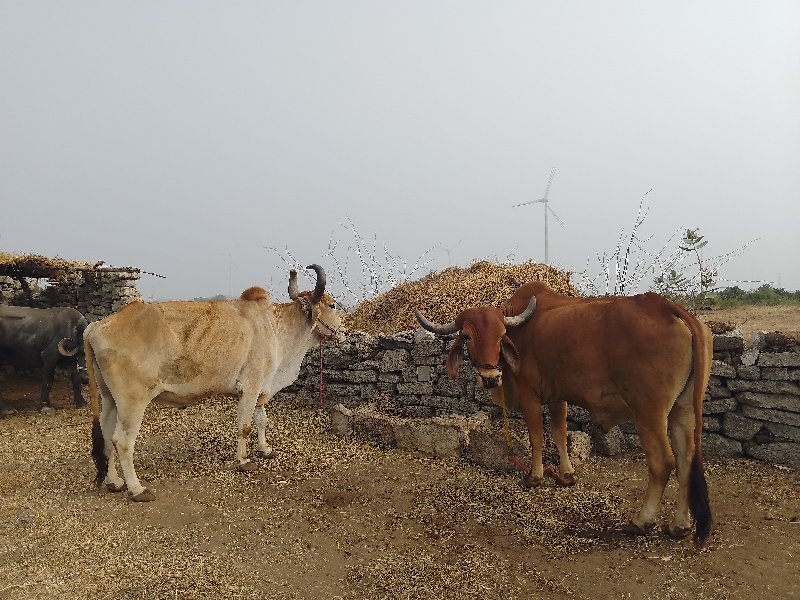 બળદ વેચવાના છે