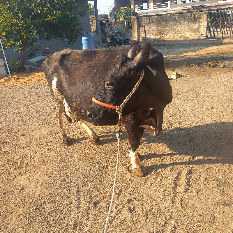 આ ગાય વેચવાની છ...