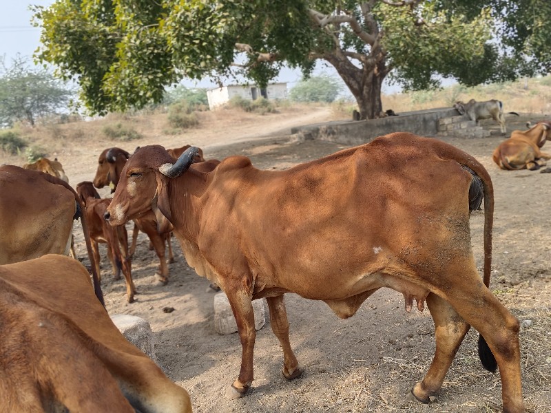 3 વેતર વિહવાની