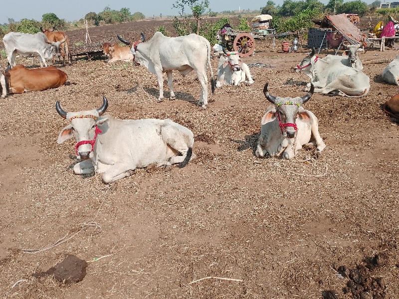 ગોઢલા વેચવાના છ...