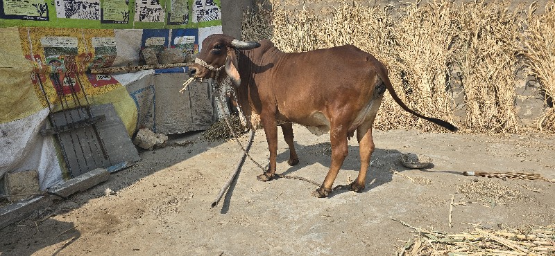 ગાય વેચવાની છે