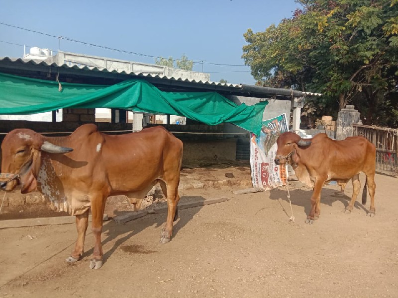 ગોધલા વેચવાના છ...