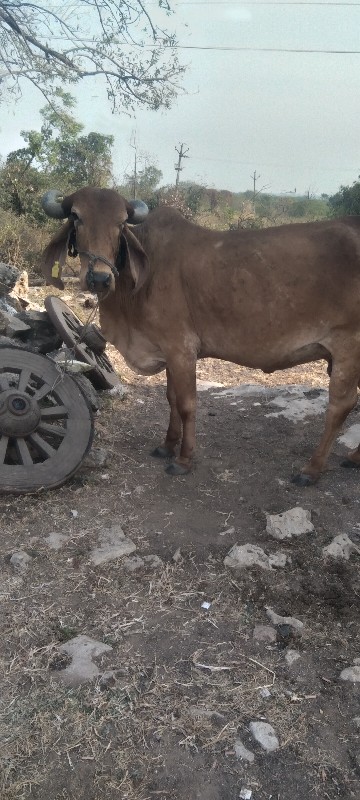 રાહુલ ભાઈ