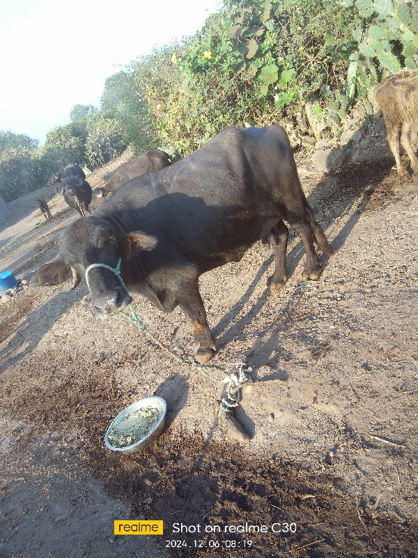 ગામ ધોરાજી