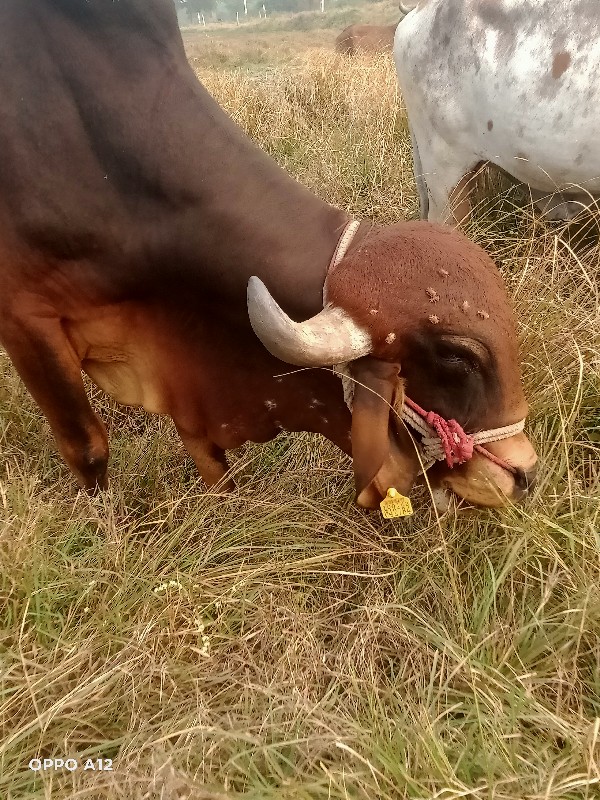 બીજોવાળો  ઞવસાળ...