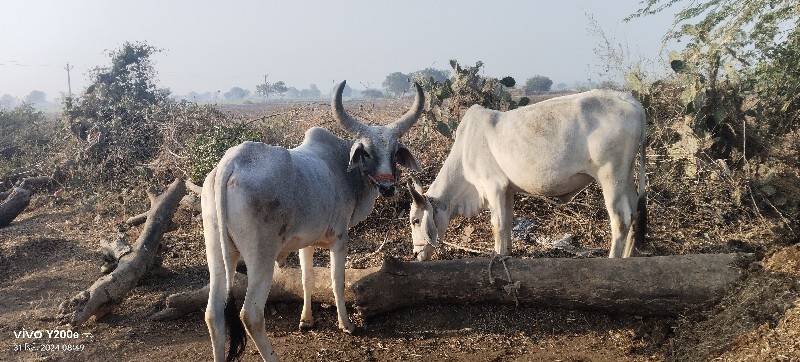 ગોઢલા વેચવાના છ...