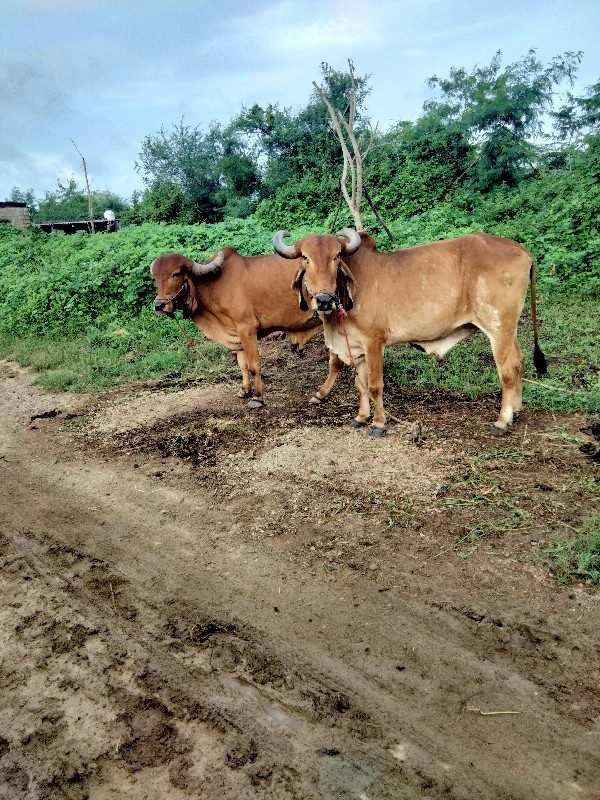 બરદ્ય વેચવાના સ...