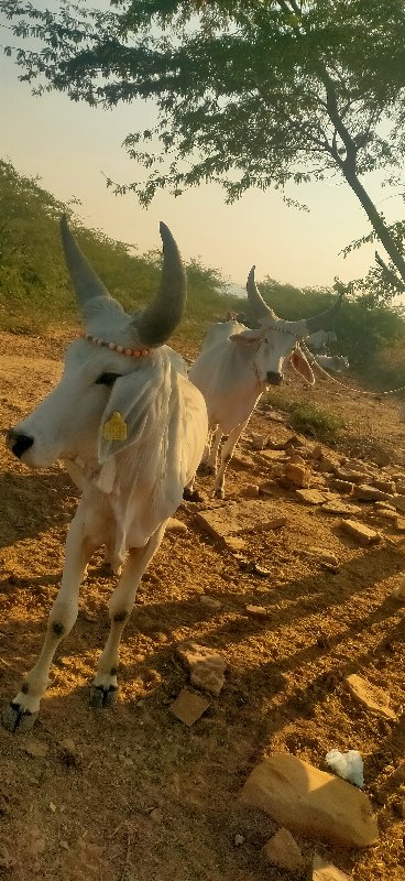 વઢીયારા બળદ વેચ...