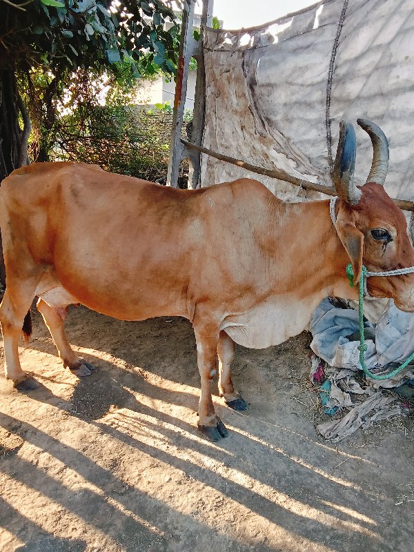 ગાય